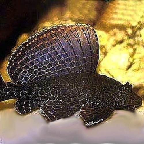 Glyptoperichthys gibbiceps - Pleco SM